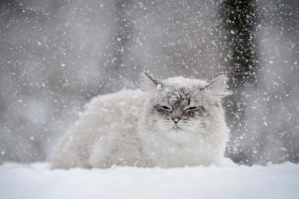 white cat lying down in snow