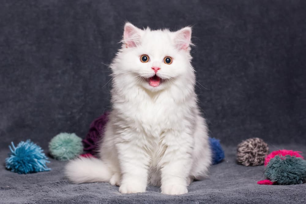 white cat sat amongst pompoms