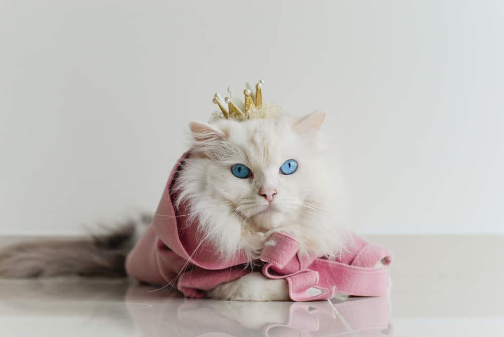 white cat wearing crown and pink coat