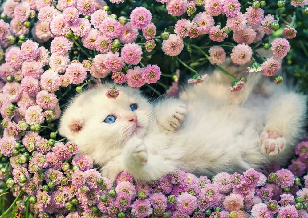 white kitten amongst pink flowers