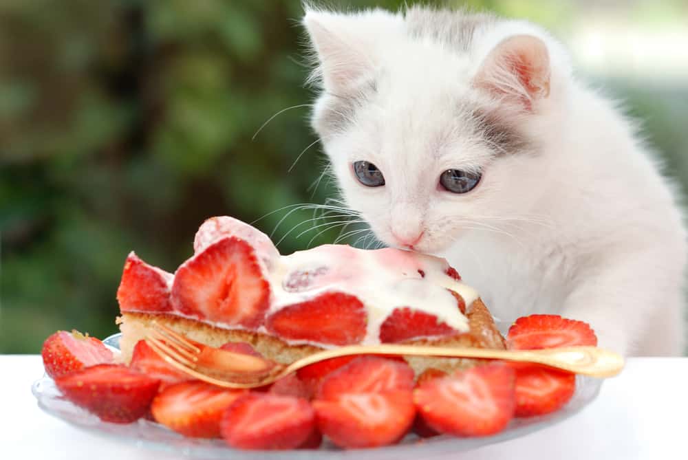 white kitten eating strawberry cake