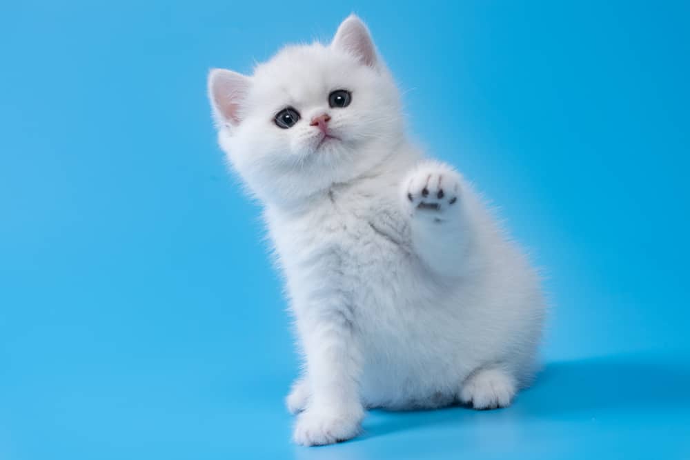 white kitten raising paw