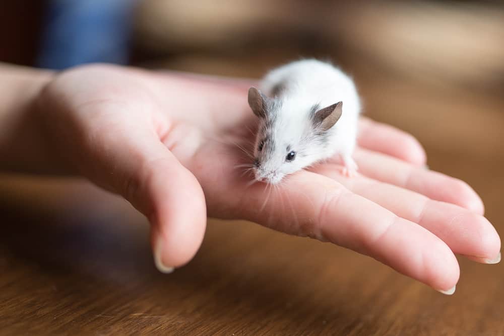 white mouse on open palm