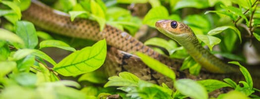 170+ Ssseriously Cool Snake Names for Your Scaly Companion - PetMag