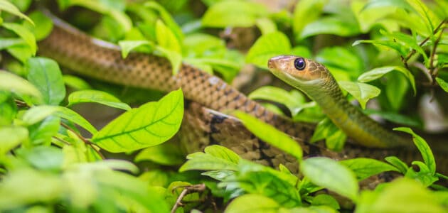 140+ Funny Snake Names That Are Utterly Hissterical