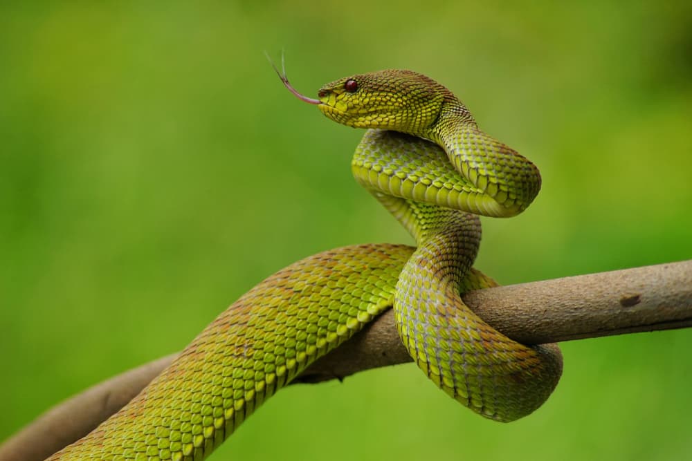 hissing snake coiled around branch