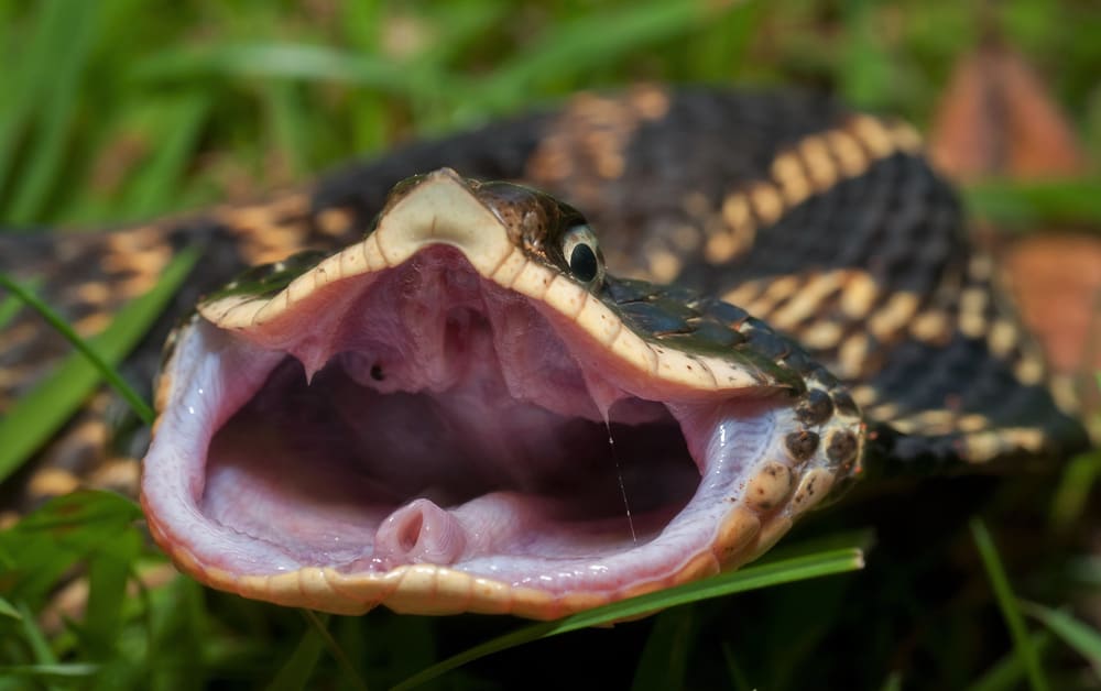 snake with mouth open
