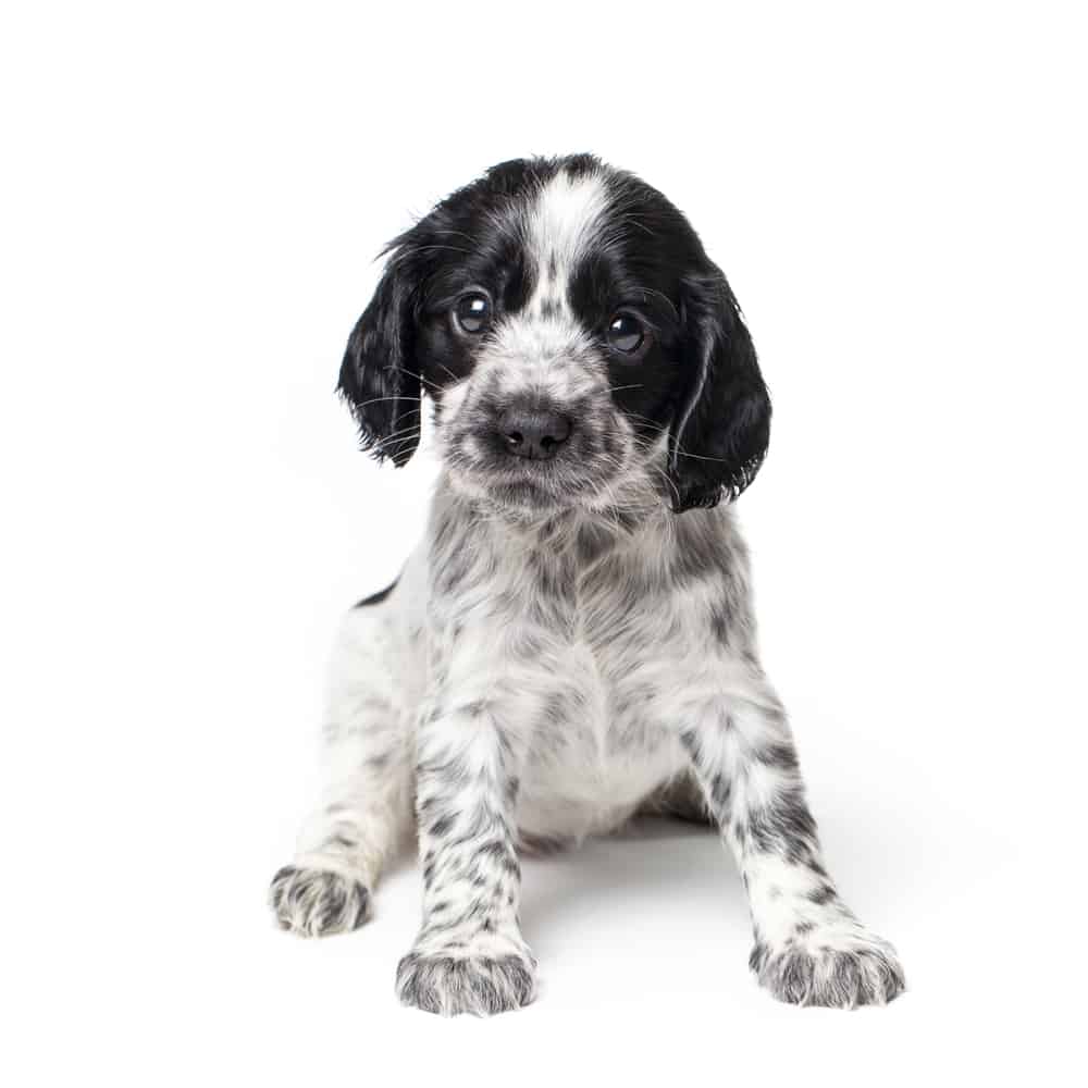 a black and white speckled spaniel puppy sits isolated on a white background