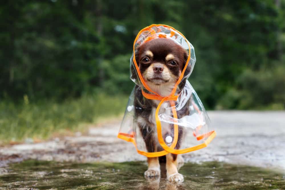 a chihuahua stands in a puddle wearing a raincoat