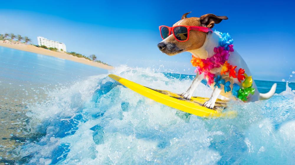 a small dog wearing sunglasses and a lei surfs on a wave
