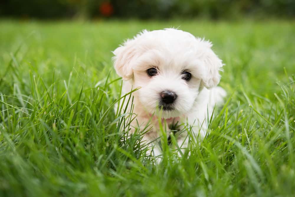 a white maltese puppy lies in the grass
