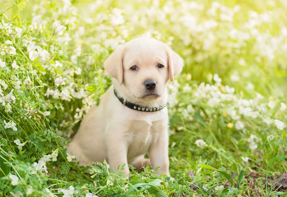 a yellow labrador puppy sits in a field of white flowers