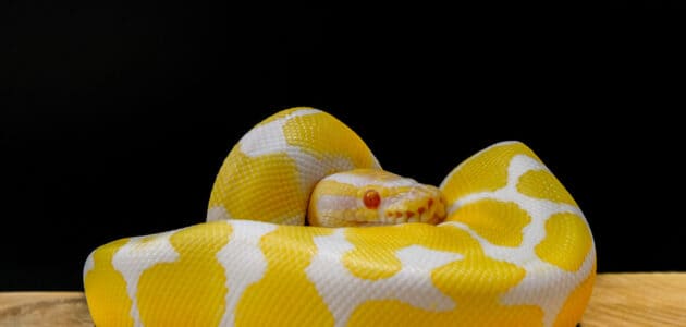 170+ Ssseriously Cool Snake Names for Your Scaly Companion