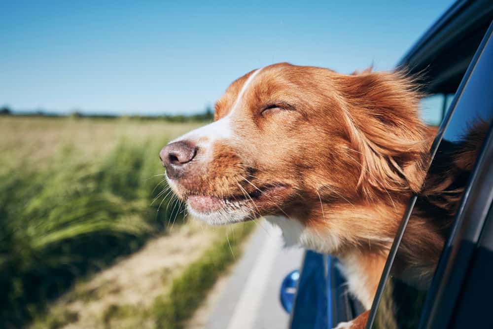 dog poking head out of car on sunny day
