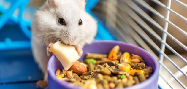 180+ Funny Hamster Names You’ll Wheely Love
