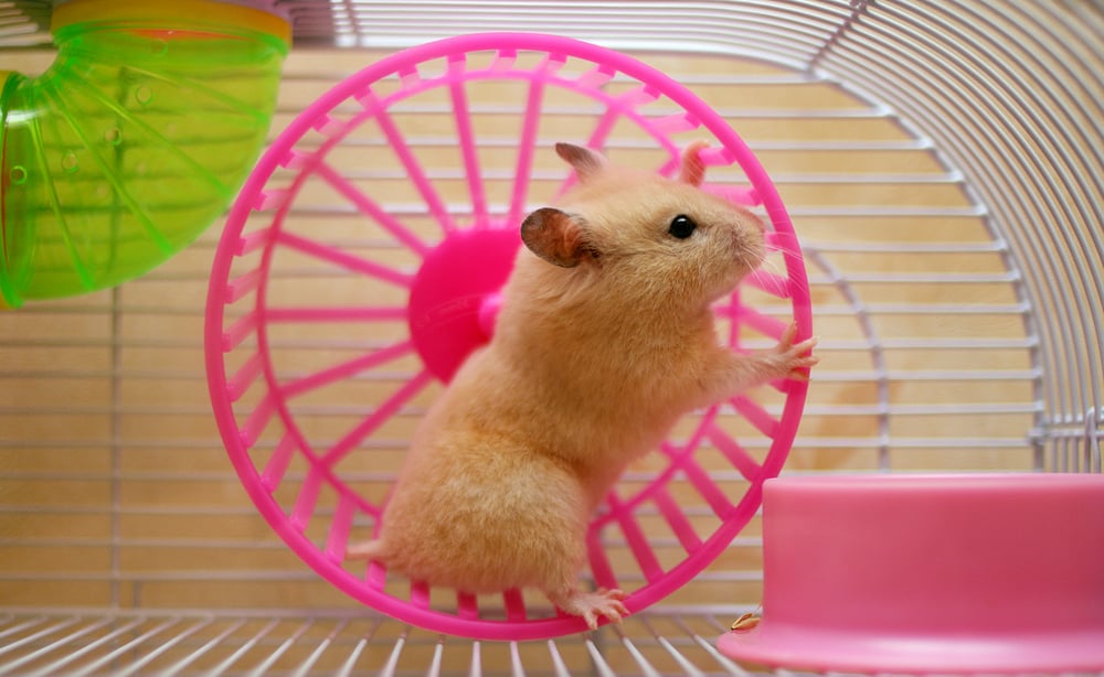 hamster in wheel