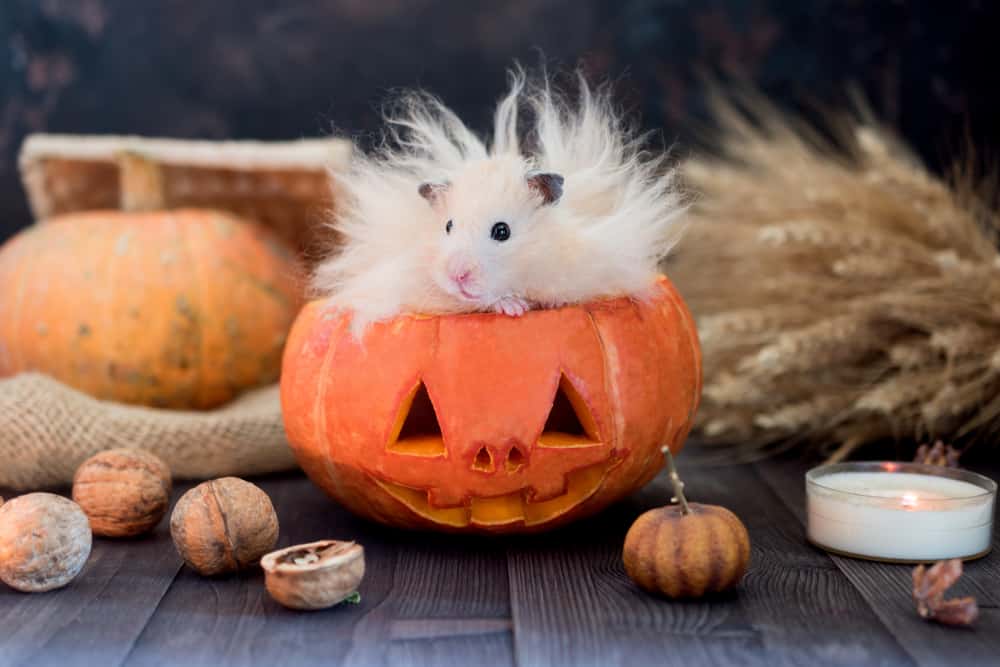 hamster on evil pumpkin