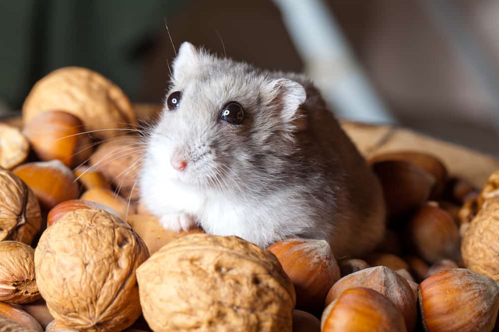 hamster on nuts