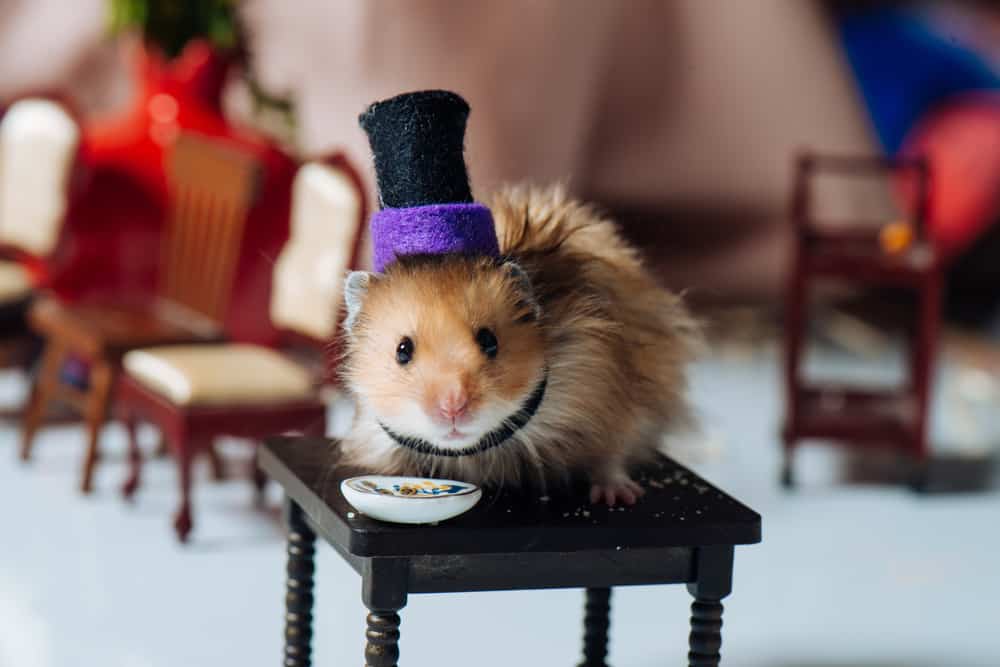 hamster wearing top hat