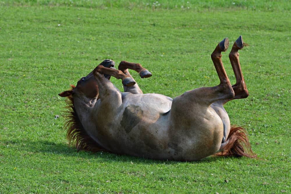 horse rolling on grass