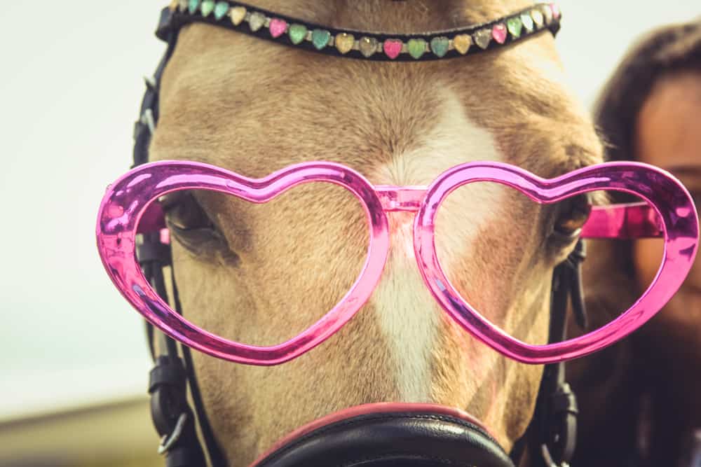 horse wearing pink glasses