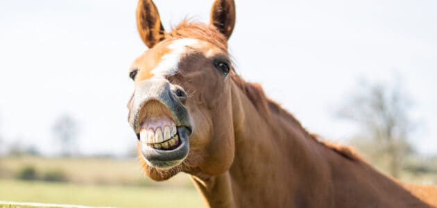 Funny Horse Names That’ll Leave You Horse From Laughter