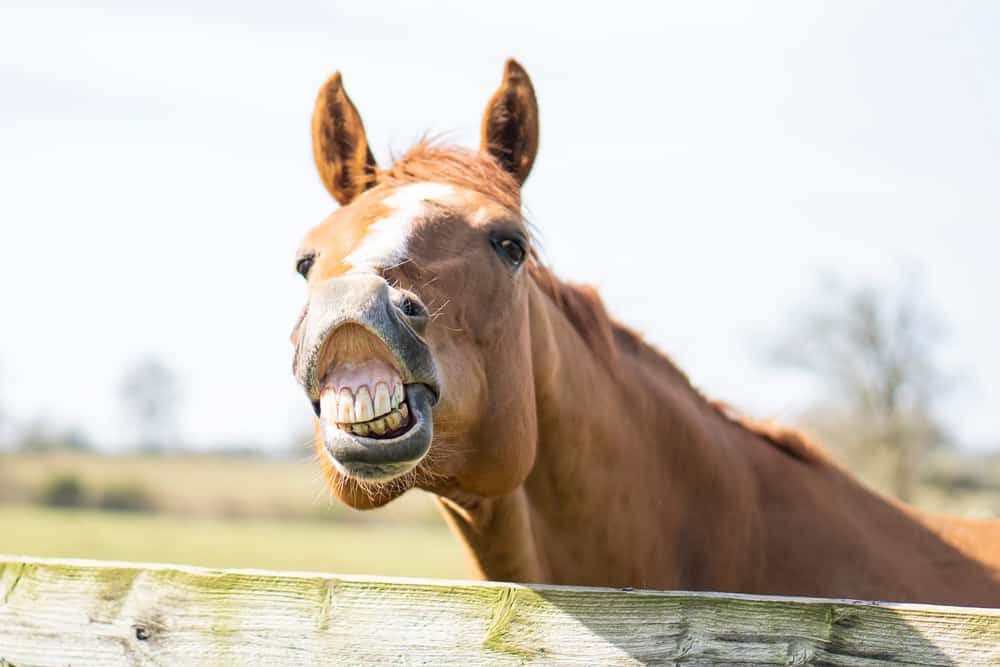 funny-horse-names-that-ll-leave-you-horse-from-laughter-petmag