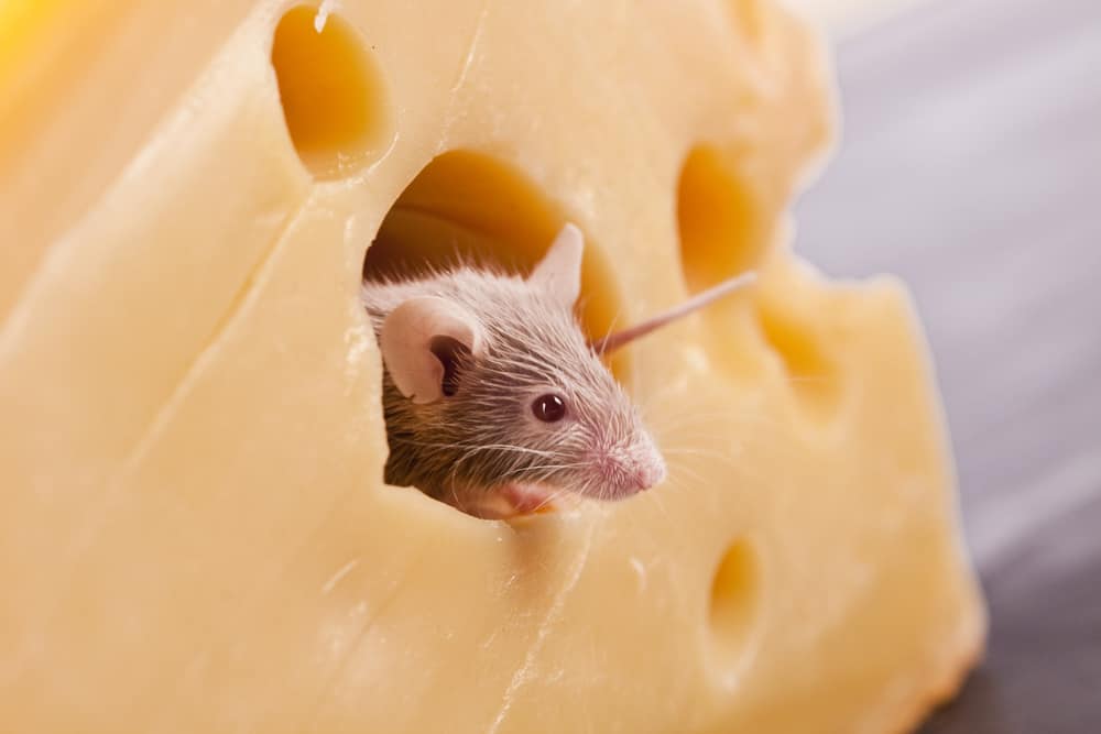mouse inside cheese