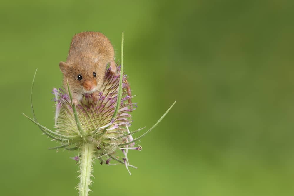 mouse on flower