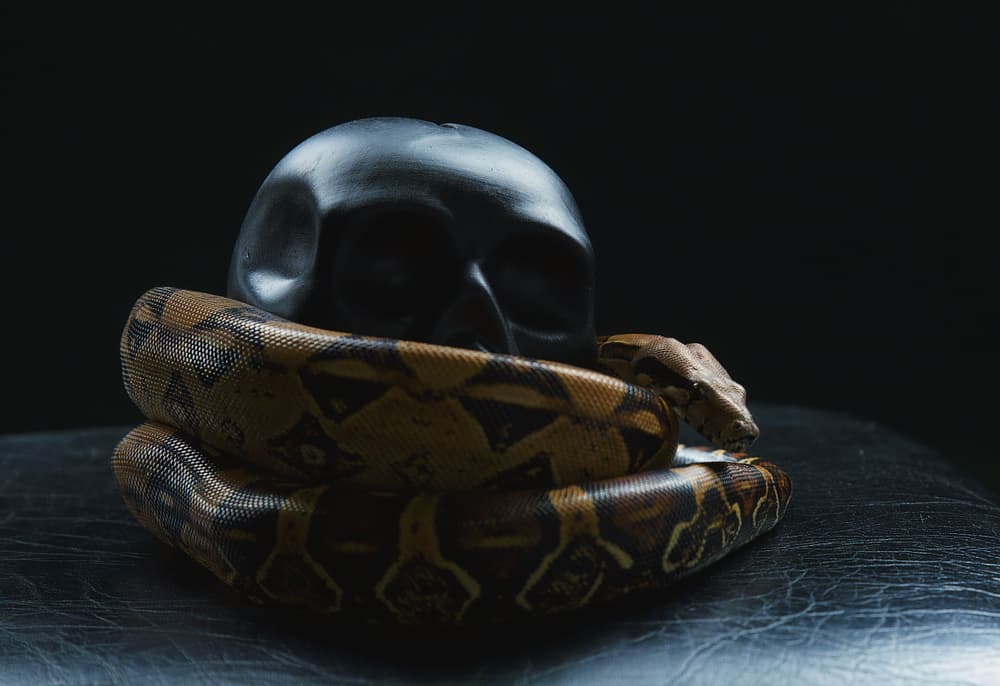 snake coiled around black skull