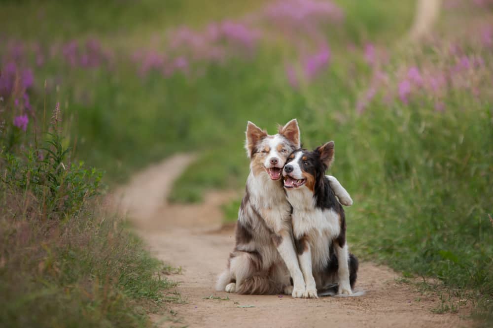 two australian shepherds hug in a field of purple flowers