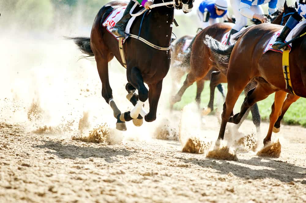 Horses galloping on track