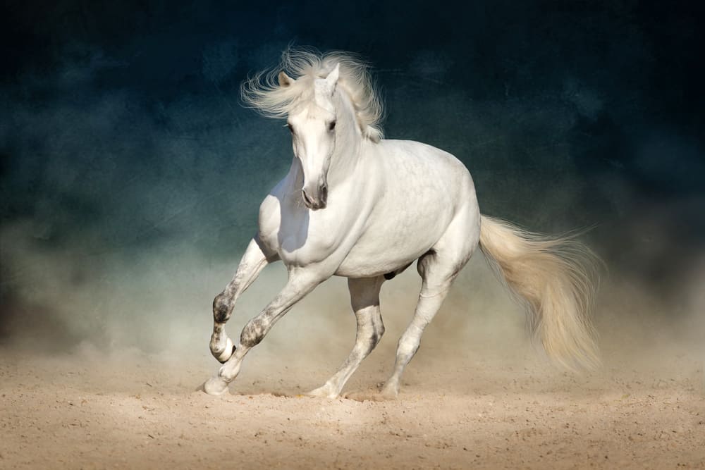 White horse galloping forward