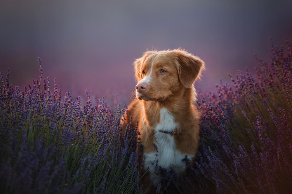 dog in lavender field