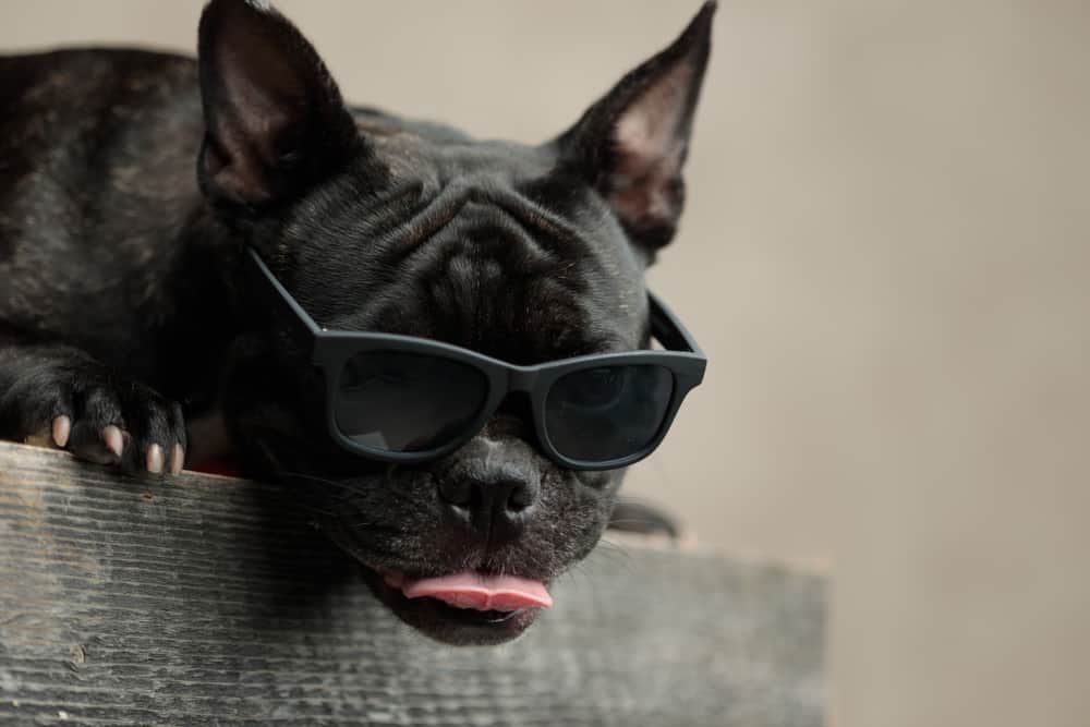 french bulldog wearing sunglasses