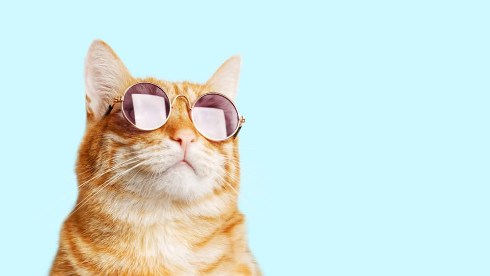 ginger cat wearing sunglasses