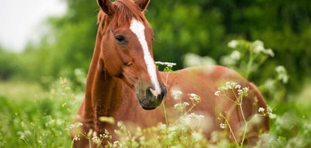 140+ Famous Horse Names for Your Equine Diva