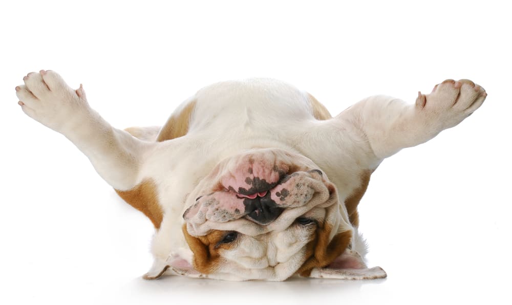 English bulldog laying on its back