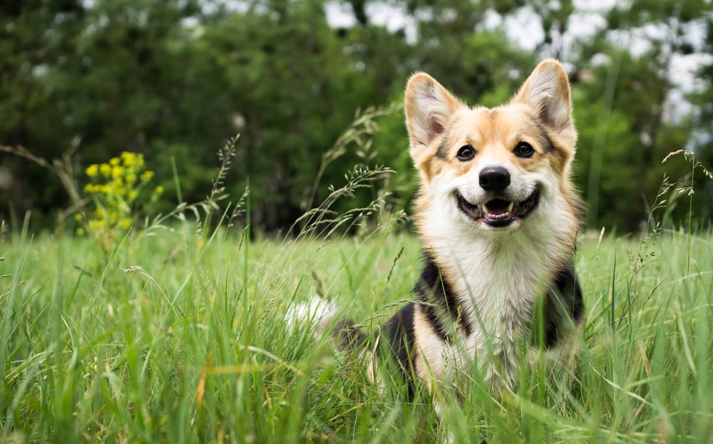 Welsh Corgi sitting in tall grass