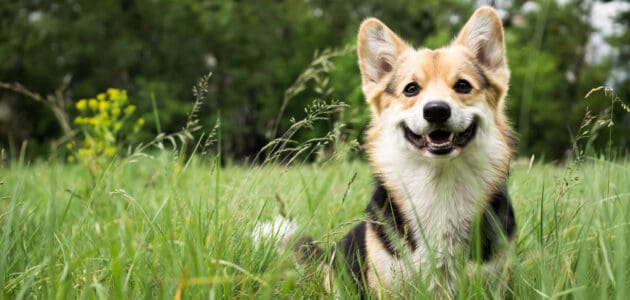 234 Dog Names That Start With L for Your Four-Legged Love