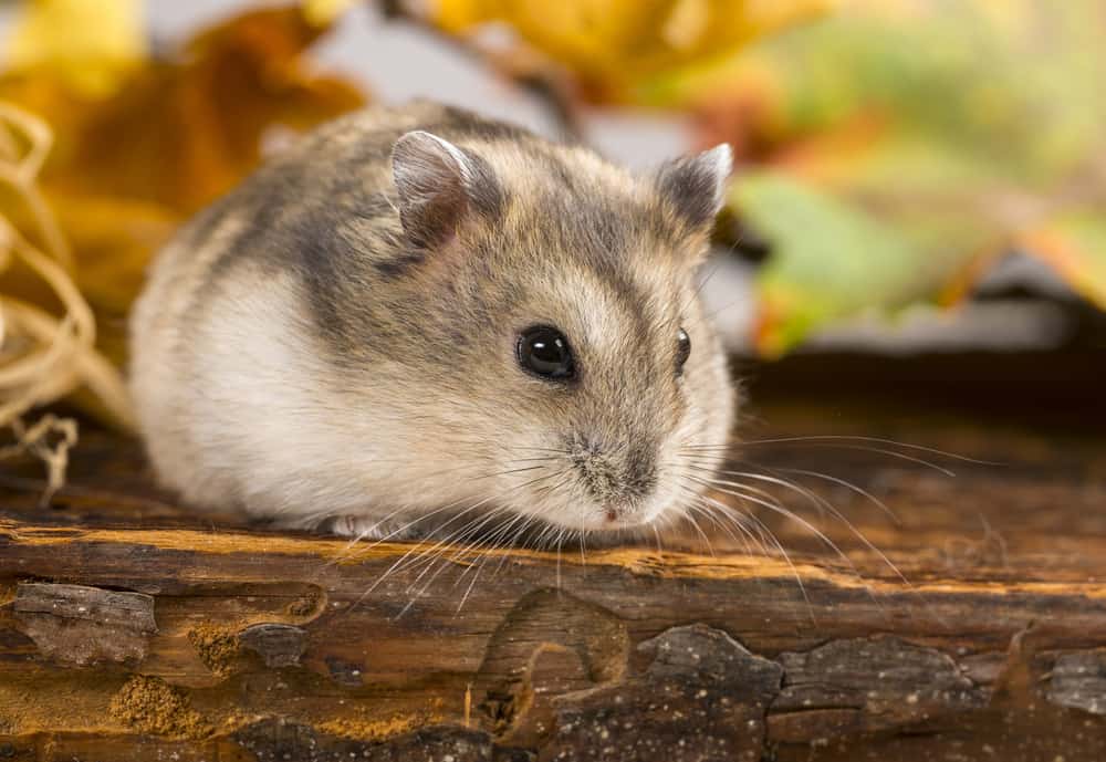 brown hamster on wood