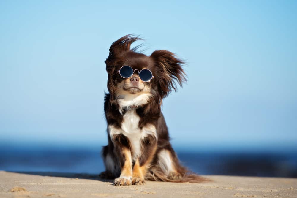 chihuahua wearing sunglasses on a beach