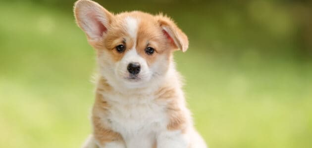 185 Dog Names That Start With P for Your Precious Puppy