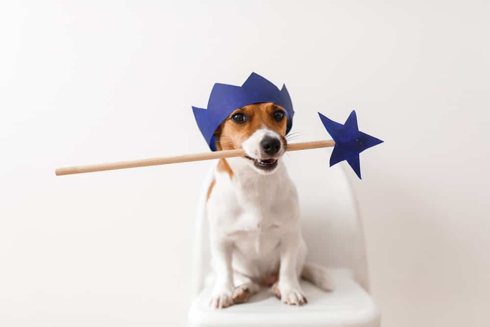 dog wearing hat and holding wand in mouth