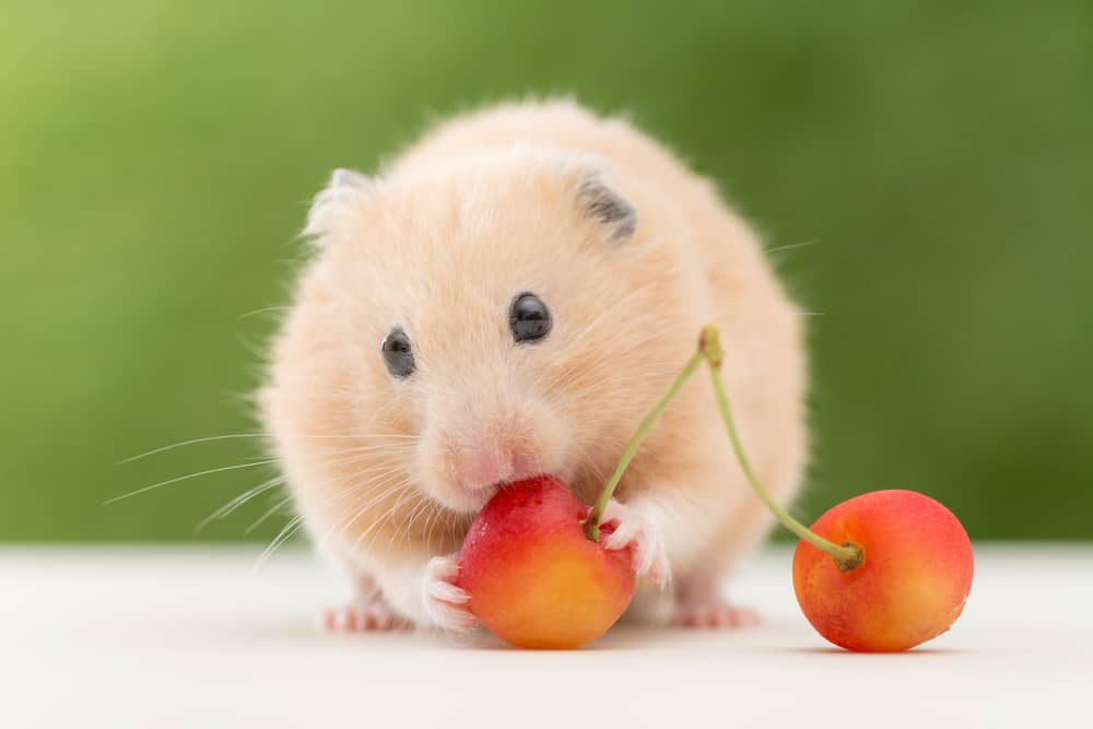 gold hamster eating cherry