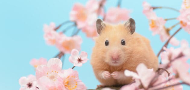 160+ Cute Hamster Names for Your Adorable Wheel-Riding Fluffball