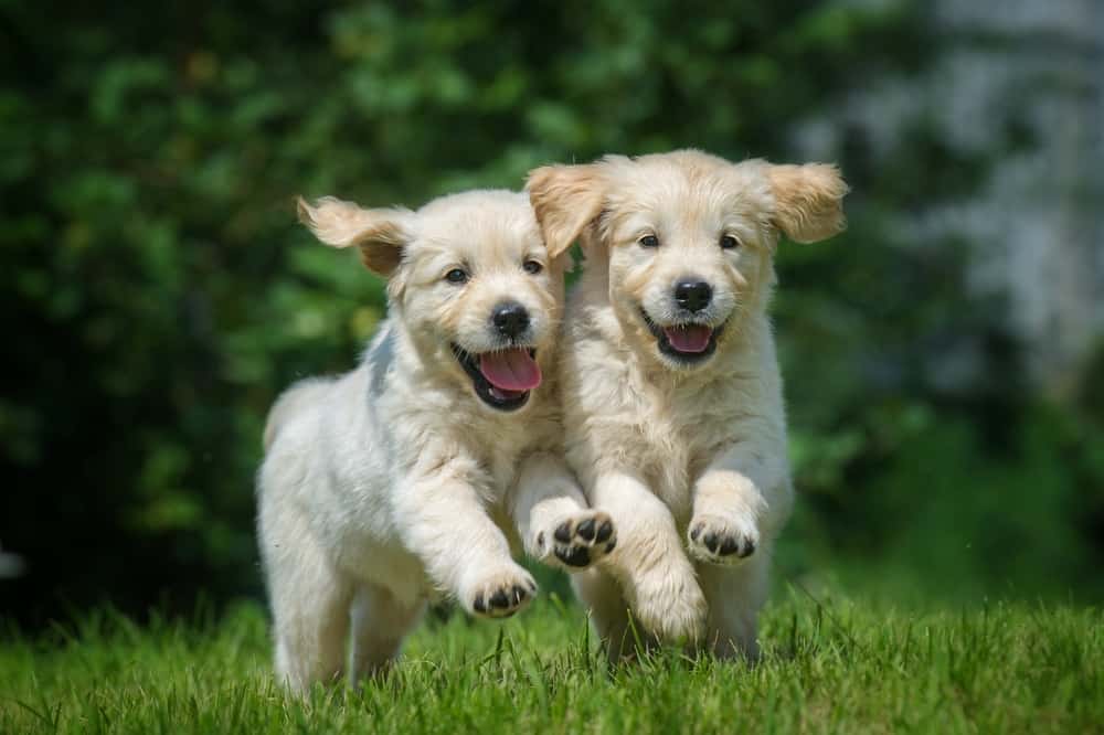 golden retriever puppies on the grass