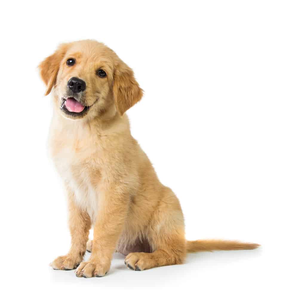 golden retriever puppy sitting with white background