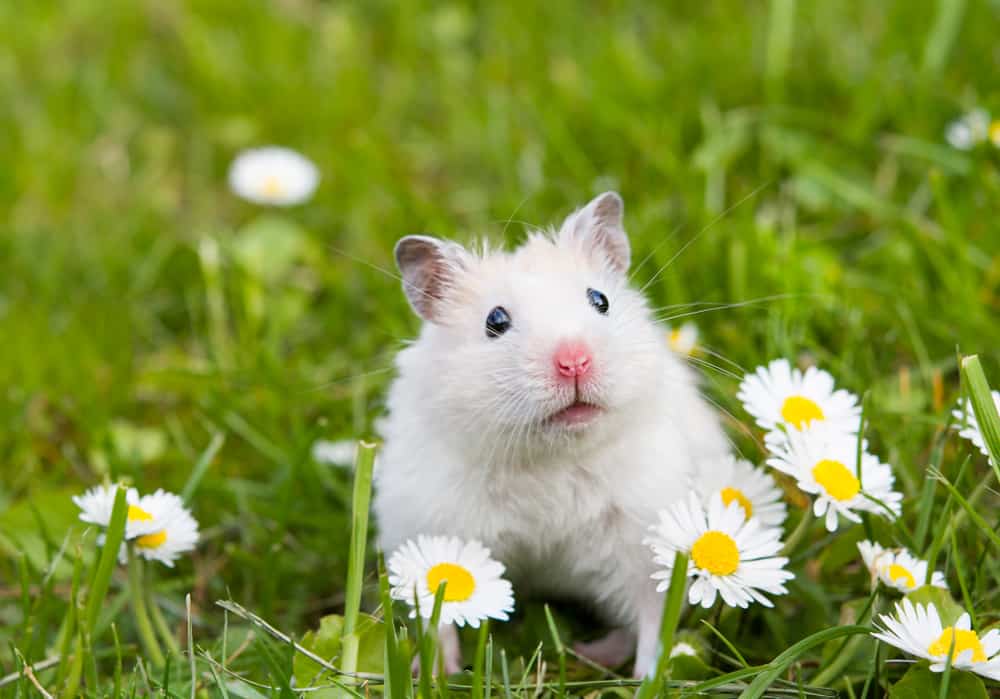 hamster among daisies