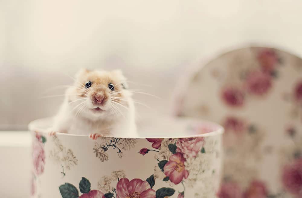 hamster in a floral teacup